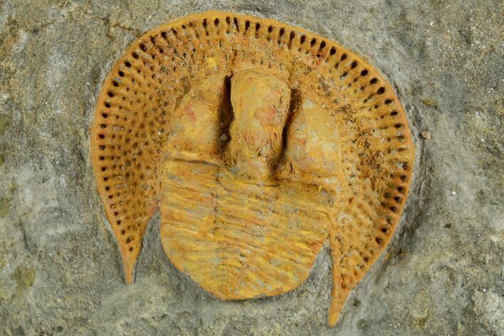 Orange Trinucleid Trilobite (Declivolithus) - Mecissi, Morocco #372454
